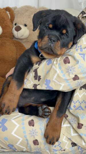 Baby boy 💙 - Blue collar