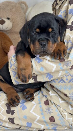 Baby girl 💜 - Purple collar