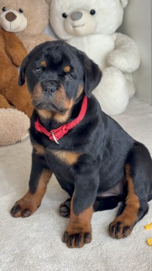 Baby girl ❤️ - Red collar