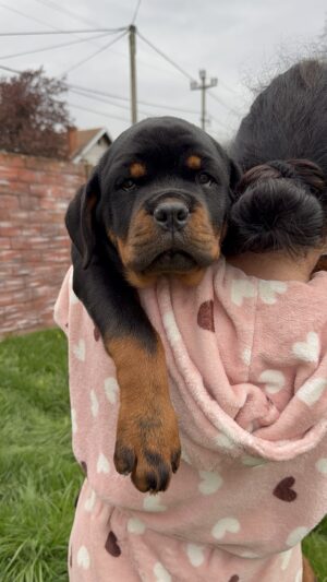 Baby girl 🩷 - Pink collar