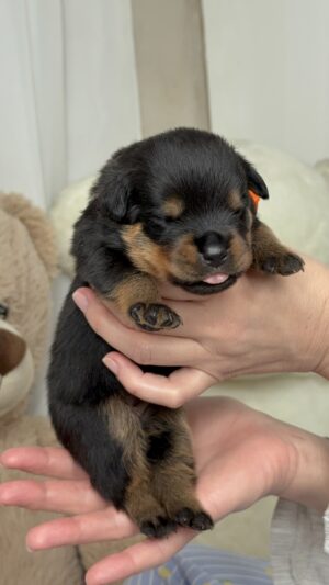 Orange Baby Girl