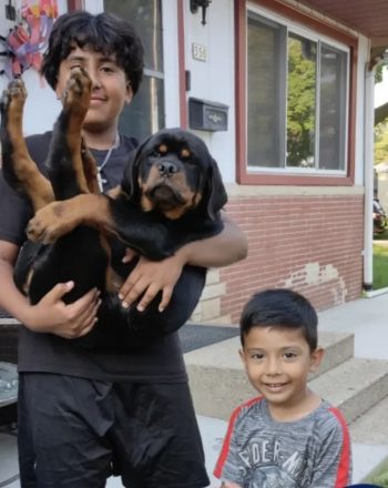 Milwaukee rottweiler puppies